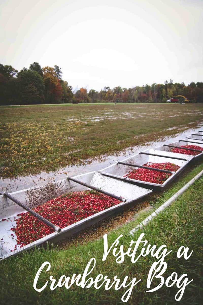 The best time visiting a cranberry bog in Wisconsin