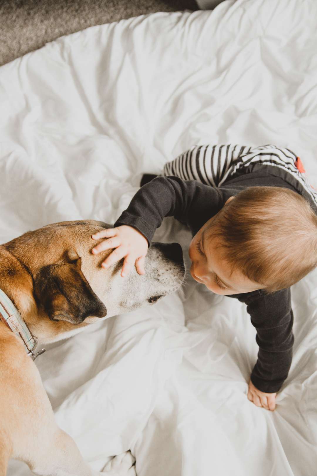 Elderly dog and baby
